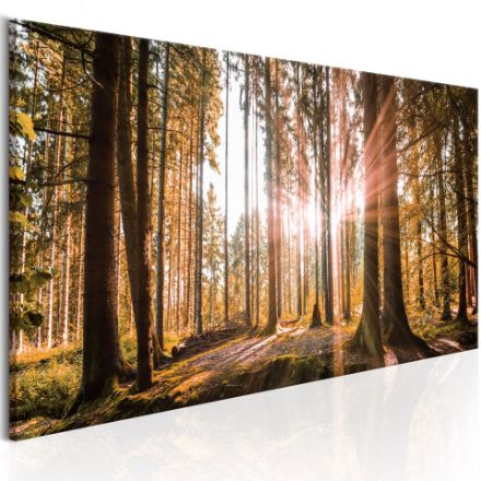 Quadro - Piccole meraviglie della natura