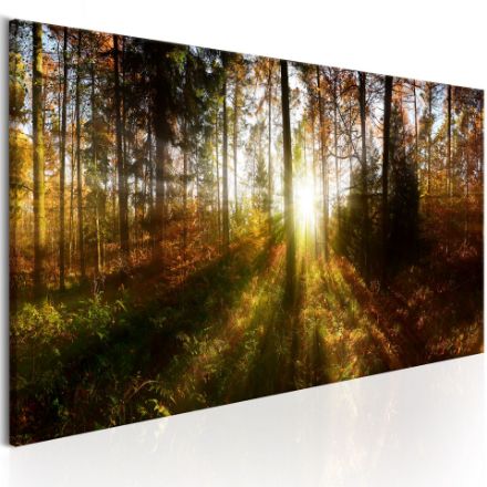 Quadro - Bella foresta