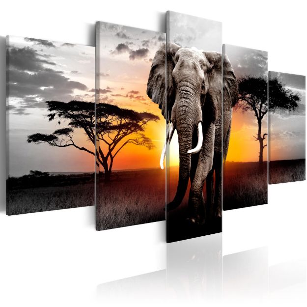 Quadro - Elefante al tramonto