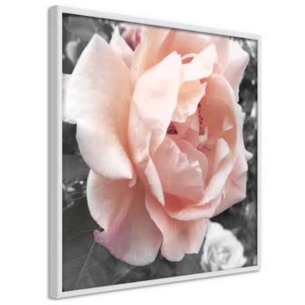 Poster - Delicate Rose