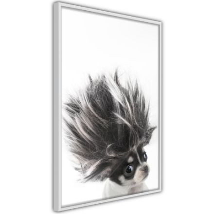 Poster - Chihuahua divertente