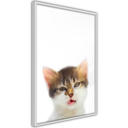 Poster - Gattino divertente