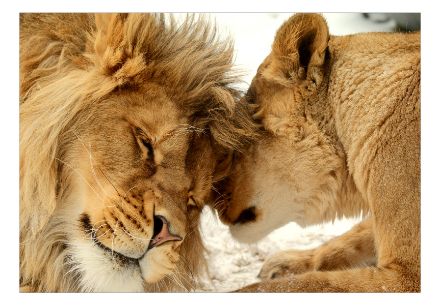 Fotomurale adesivo - Lion Tenerezza