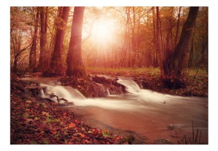 Fotomurale - Autunno Sognante