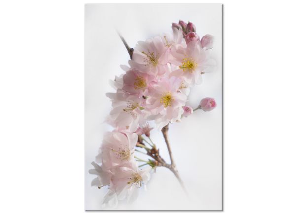 Quadro - Primavera in Giappone